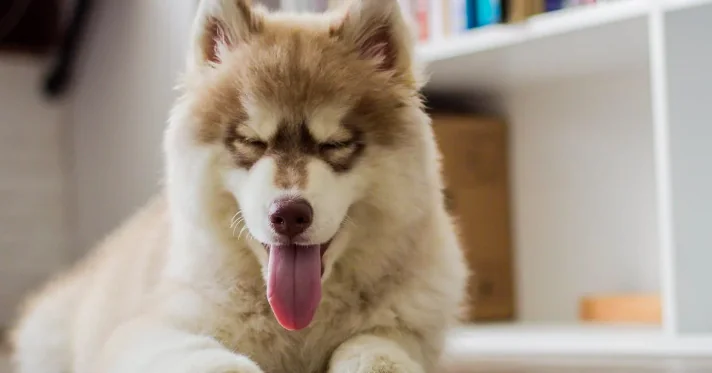 Cani, ecco i cibi che fanno male